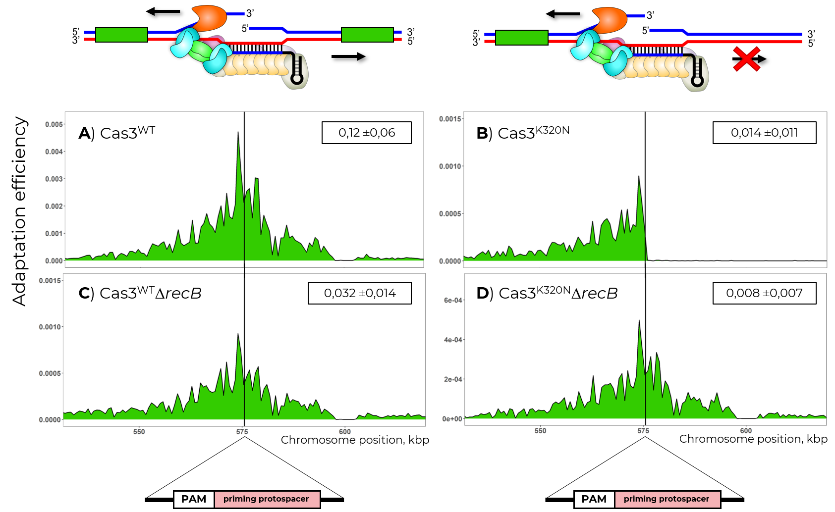 CRISPR-Cas experience